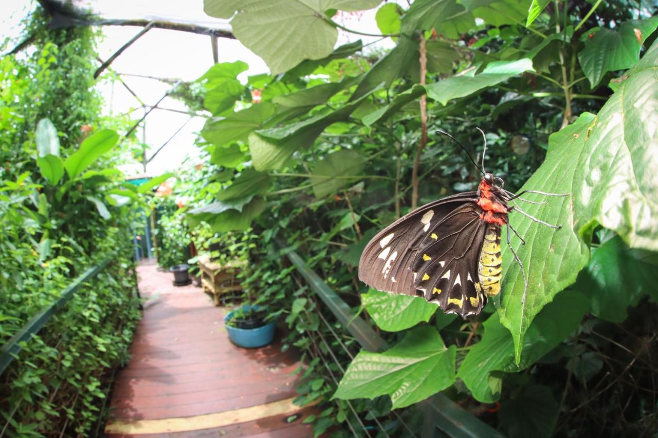 Batchelor Butterfly Farm Hotel Eksteriør billede