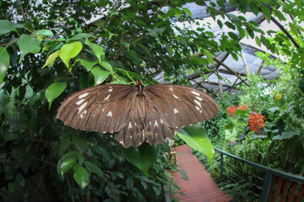 Batchelor Butterfly Farm Hotel Eksteriør billede