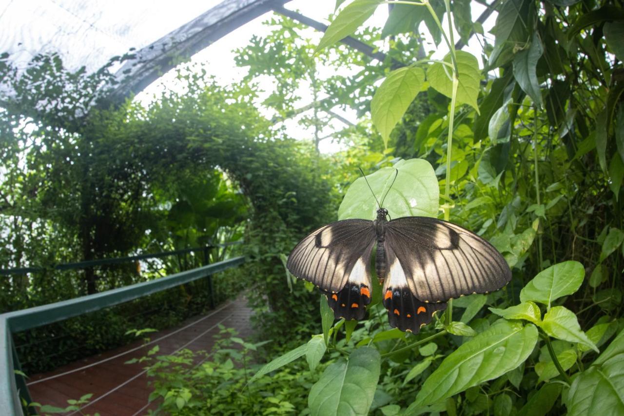 Batchelor Butterfly Farm Hotel Eksteriør billede