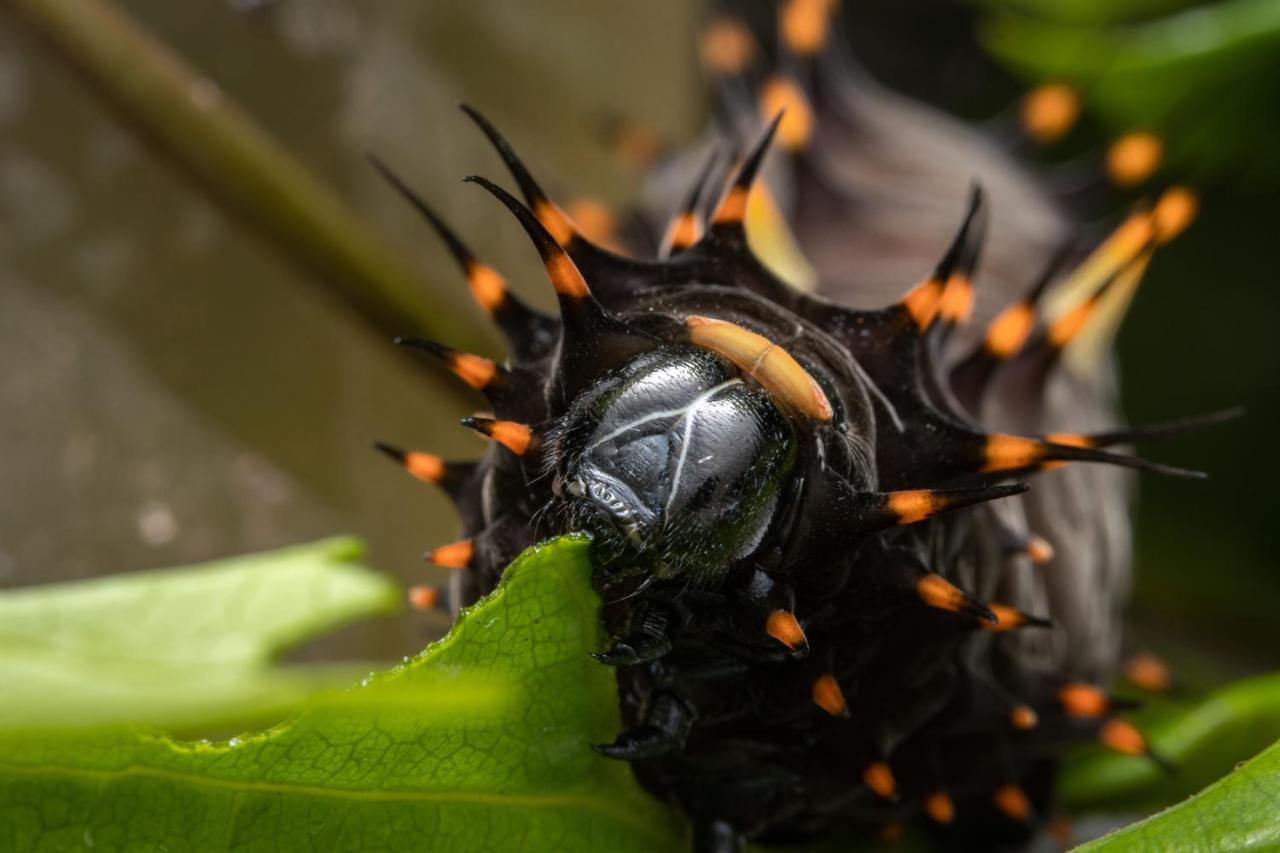 Batchelor Butterfly Farm Hotel Eksteriør billede