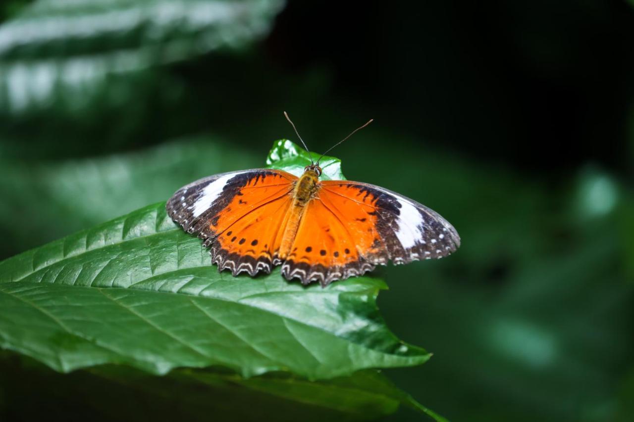 Batchelor Butterfly Farm Hotel Eksteriør billede
