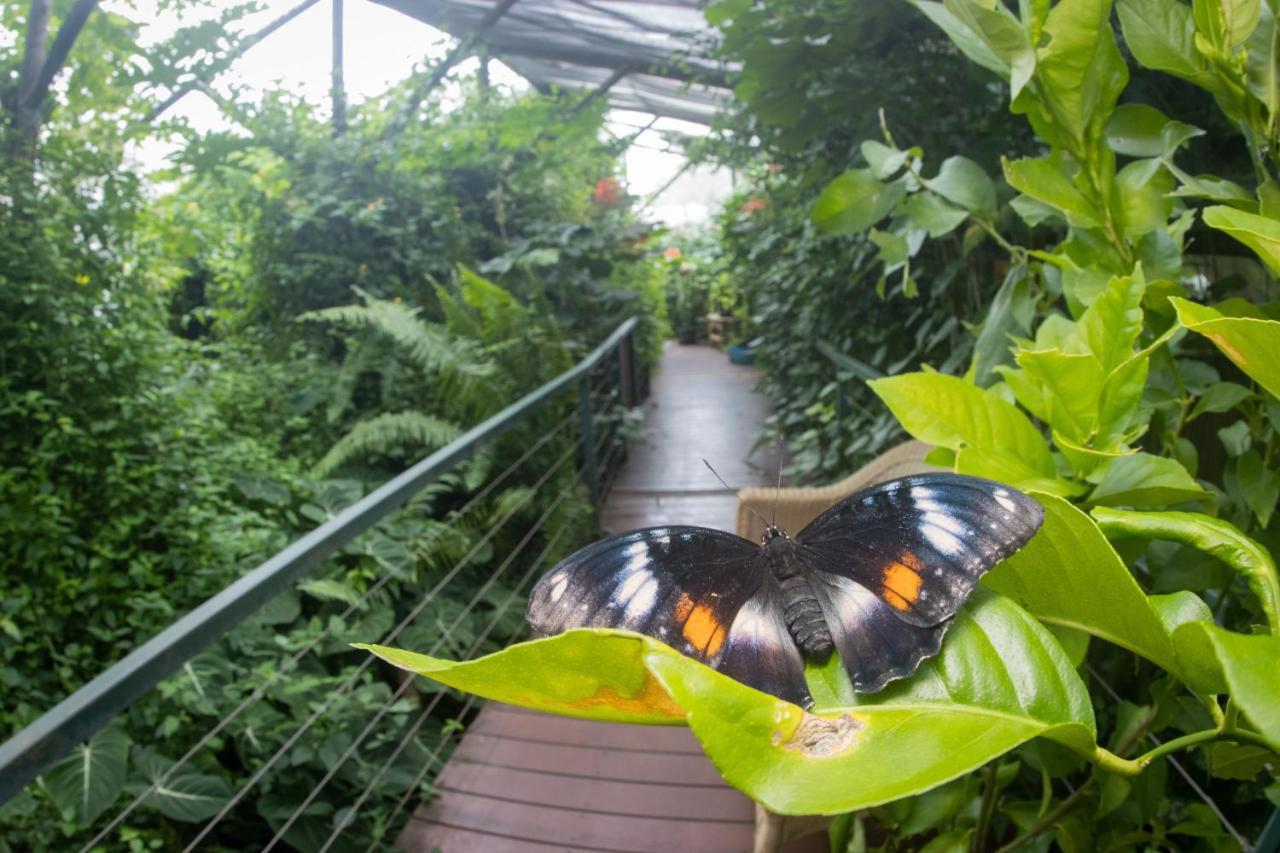 Batchelor Butterfly Farm Hotel Eksteriør billede