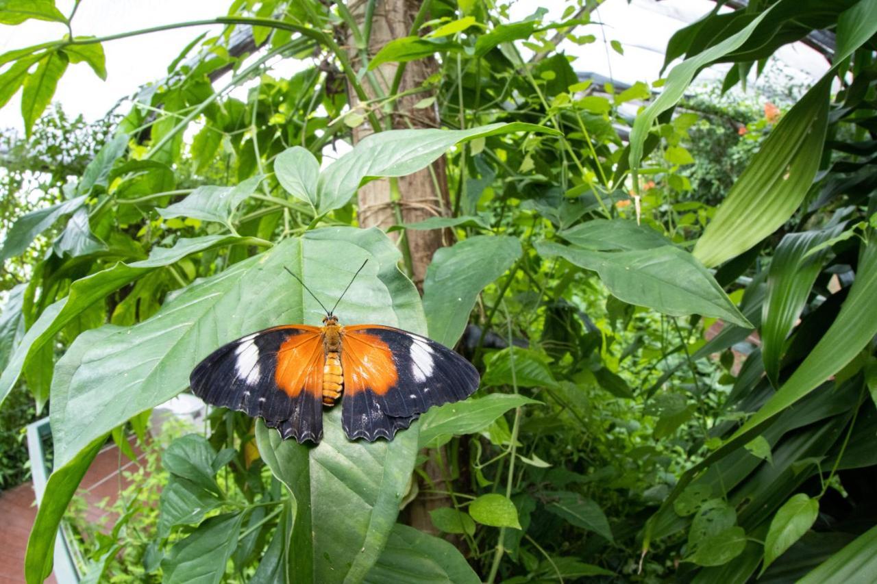 Batchelor Butterfly Farm Hotel Eksteriør billede
